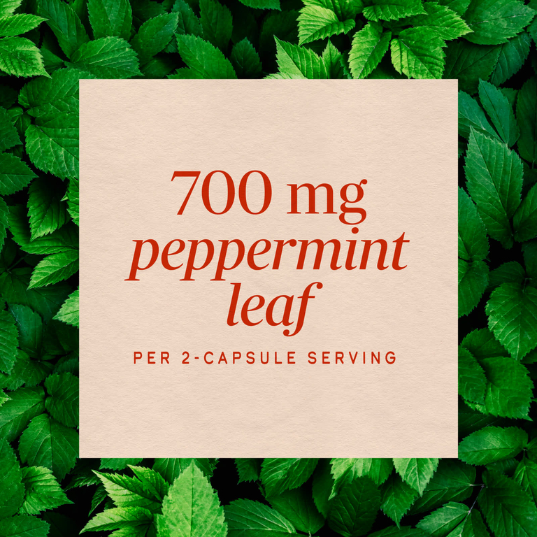 Nature's Way, лист перечной мяты, 100 веганских капсул (350 мг в 1 капсуле)